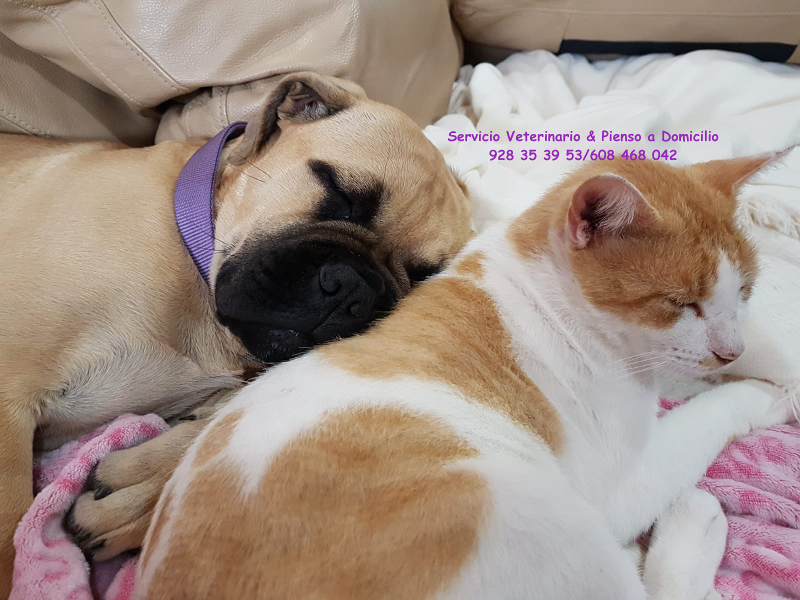 10% DTO CONSULTA VETERINARIA
