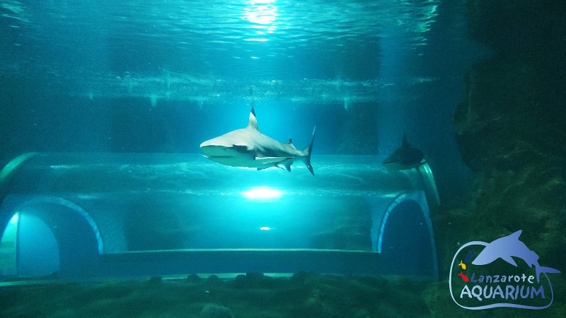 AQUARIUM LANZAROTE